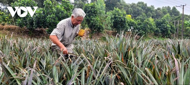 
Ông Đặng Văn Hòa luôn có mặt trên cánh đồng khóm bạt ngàn