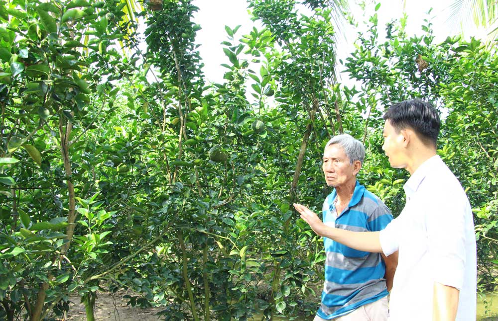 Nông dân dần thay đổi tư duy sản xuất, trồng cam theo hướng hữu cơ, tiết kiệm chi phí.