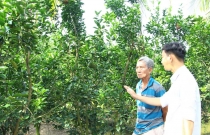 Cơ hội để nâng chất lượng trái cam sành 