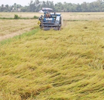 Vụ lúa Hè Thu: Lợi nhuận không cao