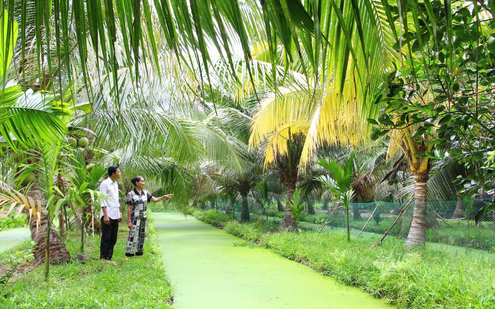 Chanh dây, chuối, dứa và dừa là những đại diện tiêu biểu của nông sản hội tụ nhiều lợi thế và tiềm năng xuất khẩu.