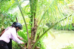 Tăng cường kiểm soát sâu đầu đen hại dừa