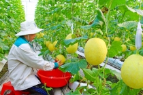 Hướng đến nền nông nghiệp thông minh, hiện đại
