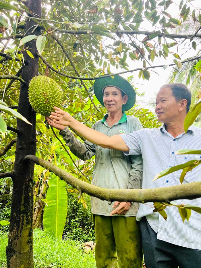 Vĩnh Long có 102 ngàn hecta cây ăn trái, sản lượng 3,8 triệu tấn/năm. Ảnh: TUYẾT HIỀN