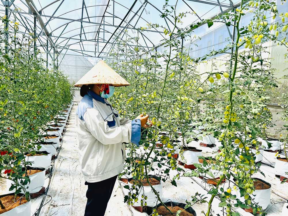  Nhân công làm vườn chỉ làm những việc nhẹ như quấn dây, lặt chèo, thu hoạch và dọn vườn…