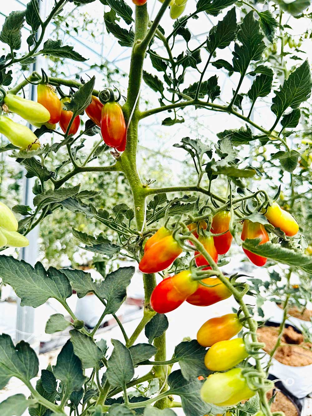 Vườn cà chua công nghệ cao đẹp như tranh đang vào mùa thu hoạch. 