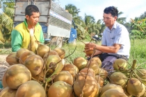 Trồng dừa Mã Lai theo hướng VietGAP