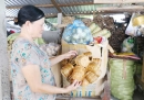 “Lên đời” cho sản phẩm đan đát Đại An
