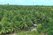 Dừa ơi có tự bao giờ