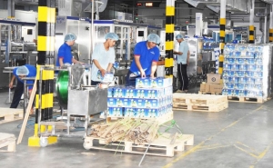Xanh hóa ngành dừa để phát triển bền vững