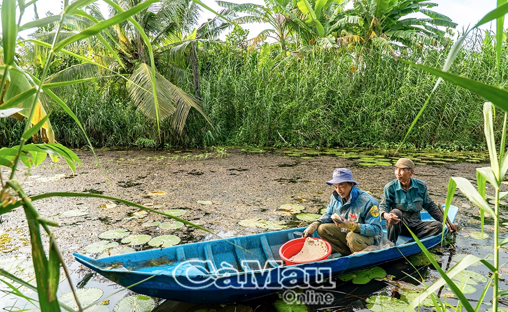 Người dân xứ rừng tràm U Minh Hạ đi xuồng vào những cánh rừng tràm, băng qua cỏ sậy mới tới được nơi dọn kèo ong.