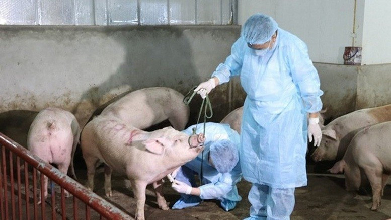 Thủ tướng Chính phủ Phạm Minh Chính vừa ký ban hành Công điện số 109/CĐ-TTg về việc triển khai quyết liệt, đồng bộ các giải pháp phòng, chống bệnh Dịch tả lợn châu Phi. (Ảnh: VGP)