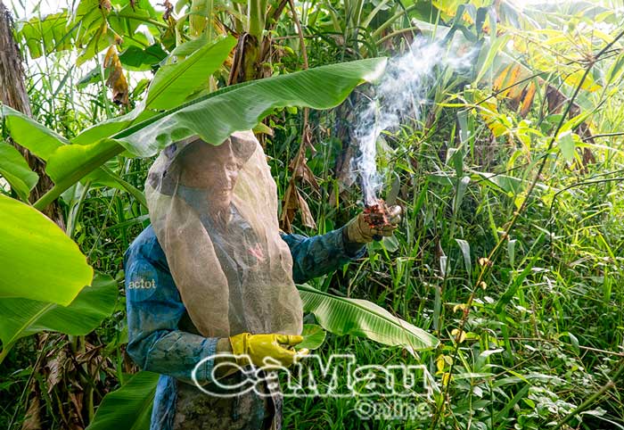 Người đi dọn kèo ong phải dùng đuốc, lưới bảo vệ, bao tay...