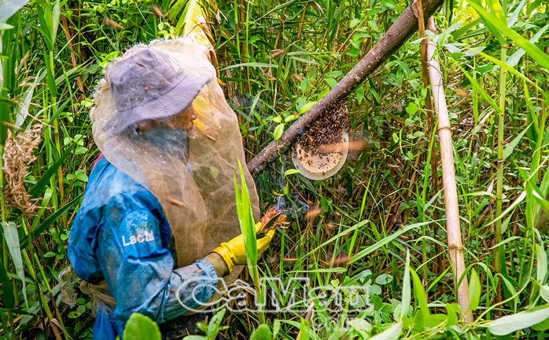 Những ổ ong nhỏ, không phát triển bị cắt bỏ, để chuẩn bị đón ong mới về làm tổ.