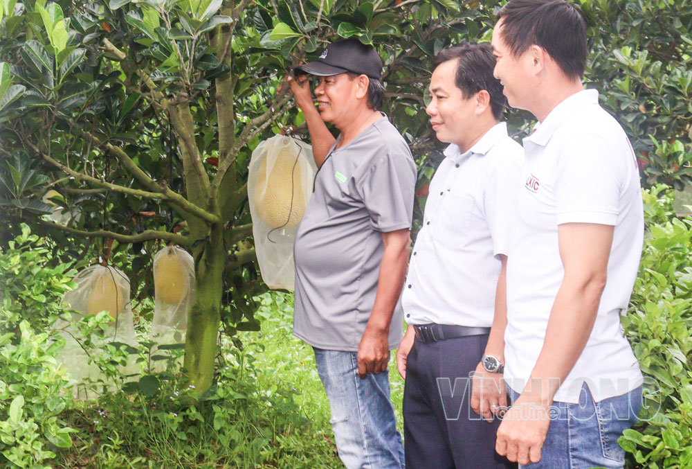 Nông dân làm kinh tế với nhiều mô hình hiệu quả.