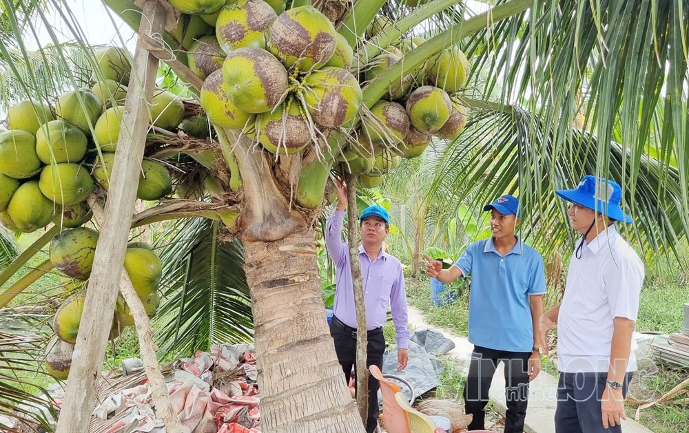 Nhiều cử tri phản ánh giá nông sản thấp (trong đó có dừa). Trong ảnh: Lãnh đạo xã Cầu Kè khảo sát vùng trồng dừa trên địa bàn.


