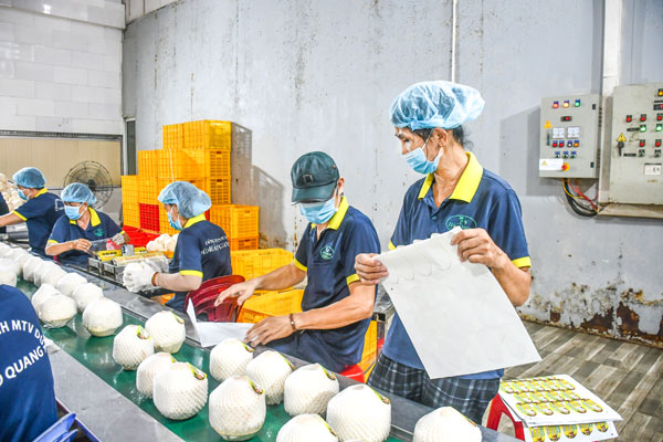 Sơ chế tiêu thụ dừa uống nước tại phường Sơn Đông.