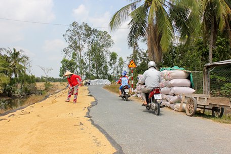 Phơi lúa trên đường, hành vi nguy hiểm gây cản trở giao thông.