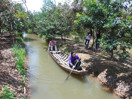 Du khách trải nghiệm bơi ghe tam bản trong mương vườn chôm chôm ở xã cù lao An Bình (huyện Long Hồ).

