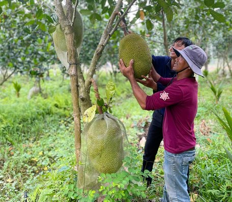 Nông nghiệp Mang Thít phát triển theo hướng an toàn, bền vững. 