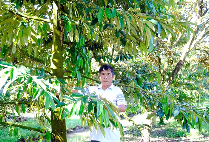 Ông Trần Văn Sơn bên vườn sầu riêng trồng xen vú sữa của gia đình.