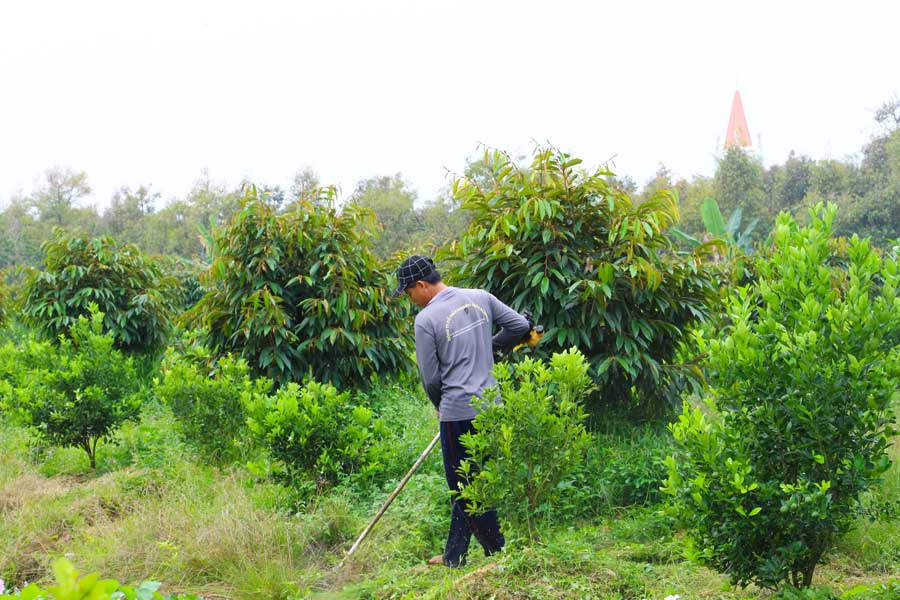Nông dân cần bón phân hợp lý, chăm sóc cây trồng hiệu quả trong mùa mưa. 