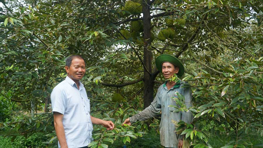 Nhiều HTX, tổ hợp tác đang chuyển đổi sang sản xuất nông sản theo hướng an toàn, hữu cơ nhằm đáp ứng xu hướng tiêu dùng xanh và bảo vệ môi trường.