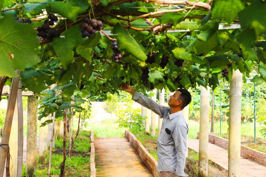 Những dây nho trồng cạnh lò gạch nhà anh Võ Văn Lợi đã bén rễ và cho quả ngọt.