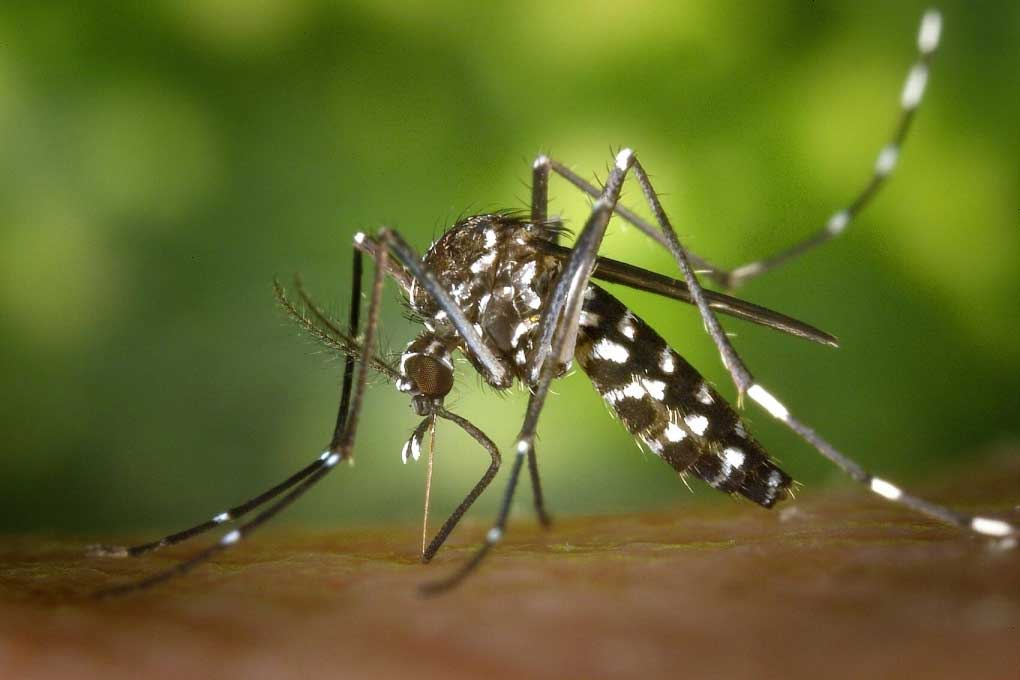Muỗi vằn Aedes là trung gian truyền bệnh Chikungunya sang người. Ảnh: Internet

