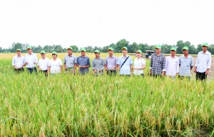 Nhân rộng mô hình lúa giảm phát thải, hướng đến nông nghiệp bền vững