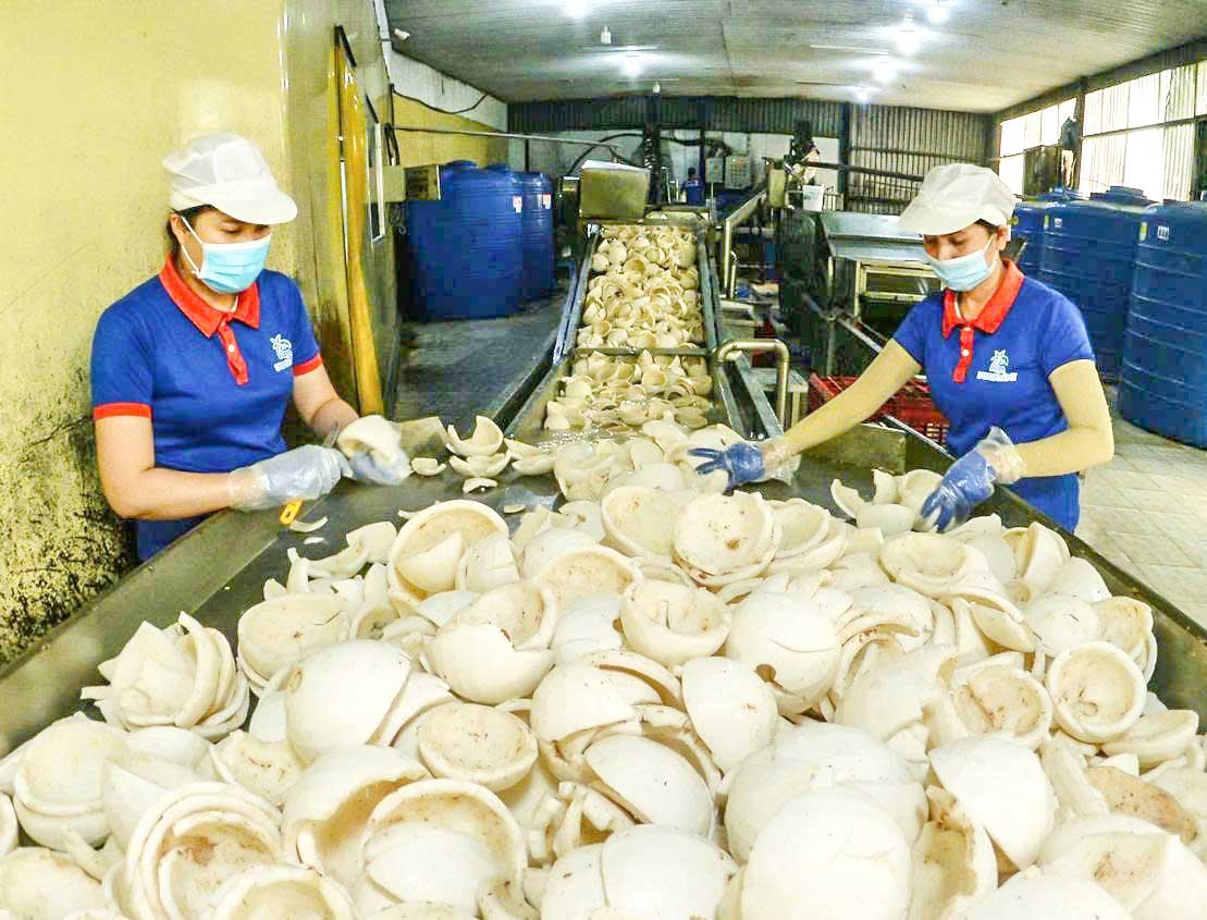 Sản xuất các sản phẩm từ dừa đem lại thu nhập cho nhiều hộ dân ở xã Thành Thới.
Ảnh: NGUYỄN DỪA
