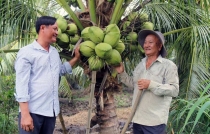Đồng bào Khmer ấp Bót Chếch bén duyên với dừa hữu cơ