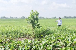 Lục bình phủ kín kênh nội đồng ở xã Châu Thành