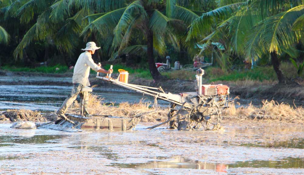Nông dân cần tập trung thực hiện đồng bộ các biện pháp để chăm sóc vụ lúa Thu Đông đạt hiệu quả.