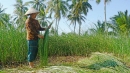 Mở rộng thị trường cho thương hiệu chiếu Cà Hom