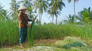 Mở rộng thị trường cho thương hiệu chiếu Cà Hom