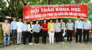 Đánh giá các giống lúa thích ứng biến đổi khí hậu