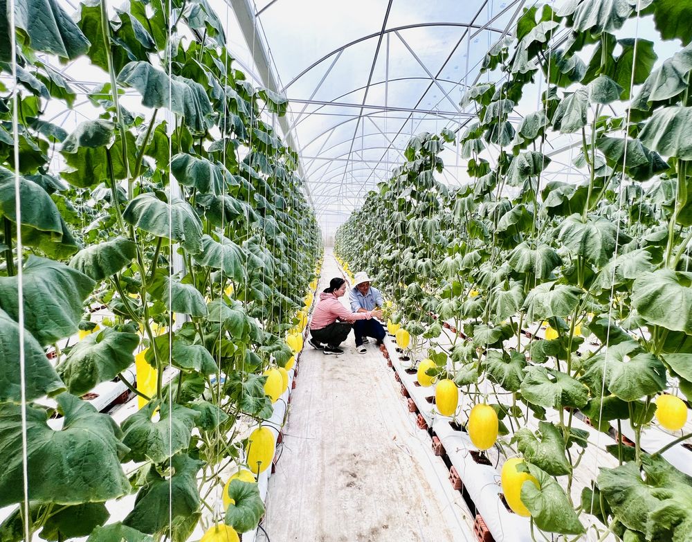 Tập trung cơ cấu ngành nông nghiệp, khuyến khích nông nghiệp hữu cơ, tuần hoàn, ứng dụng công nghệ cao.

