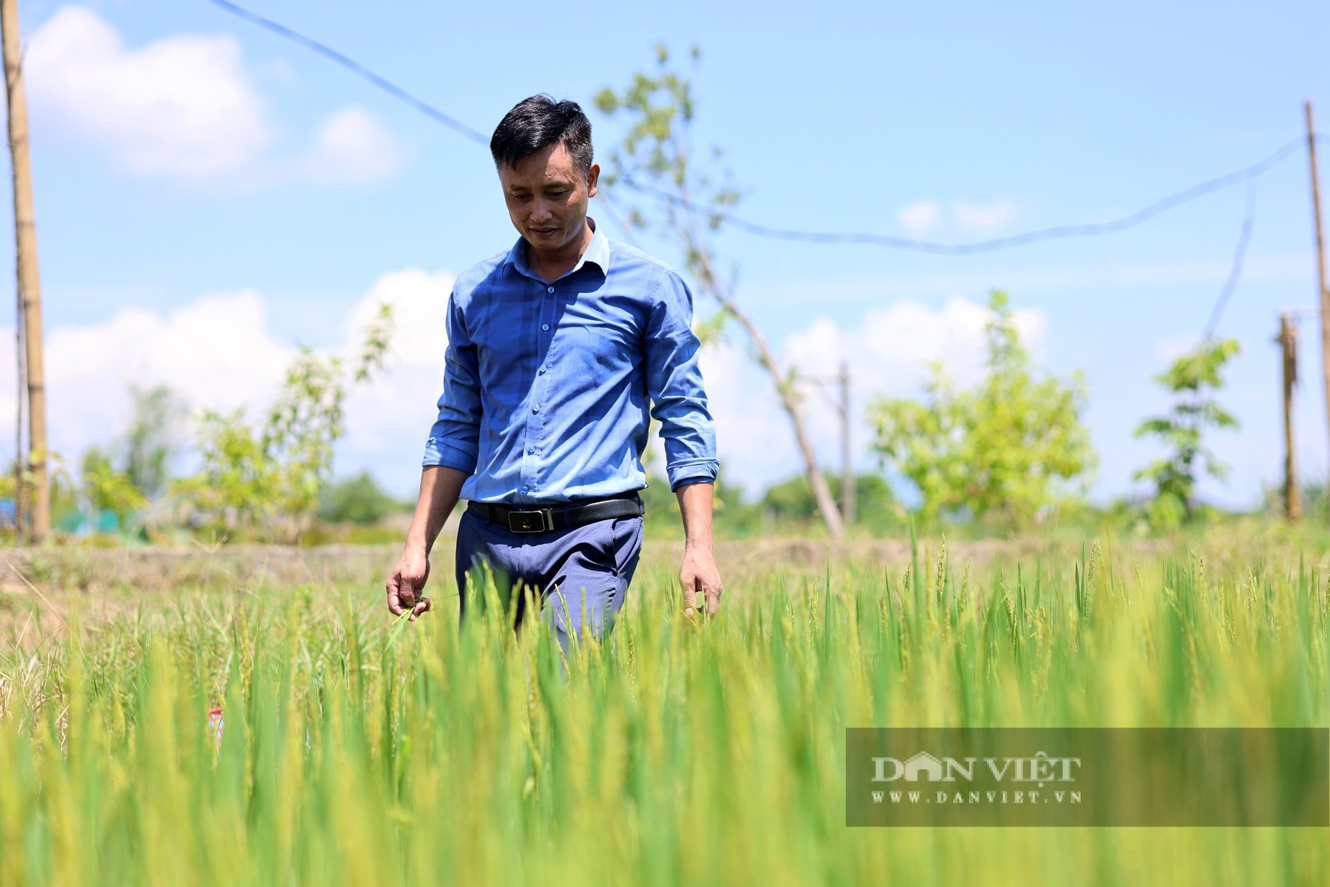 Anh Nguyễn Hữu Quyền trồng hàng chục ha lúa ST 25 và lúa Hương Cốm bằng phương pháp hữu cơ. Ảnh: PV