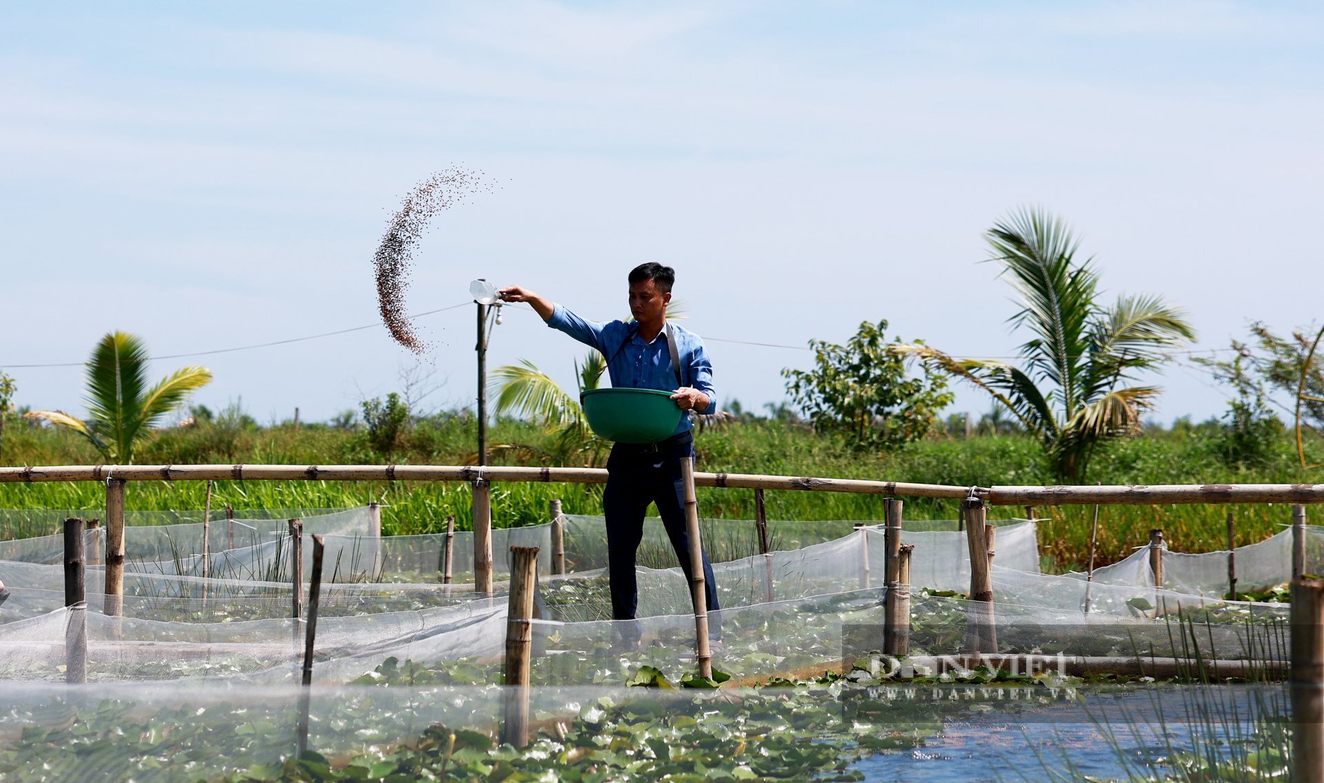 Anh Nguyễn Hữu Quyền nuôi ốc bươu đen và cá rô đồng để phục vụ thực khách. Ảnh: PV