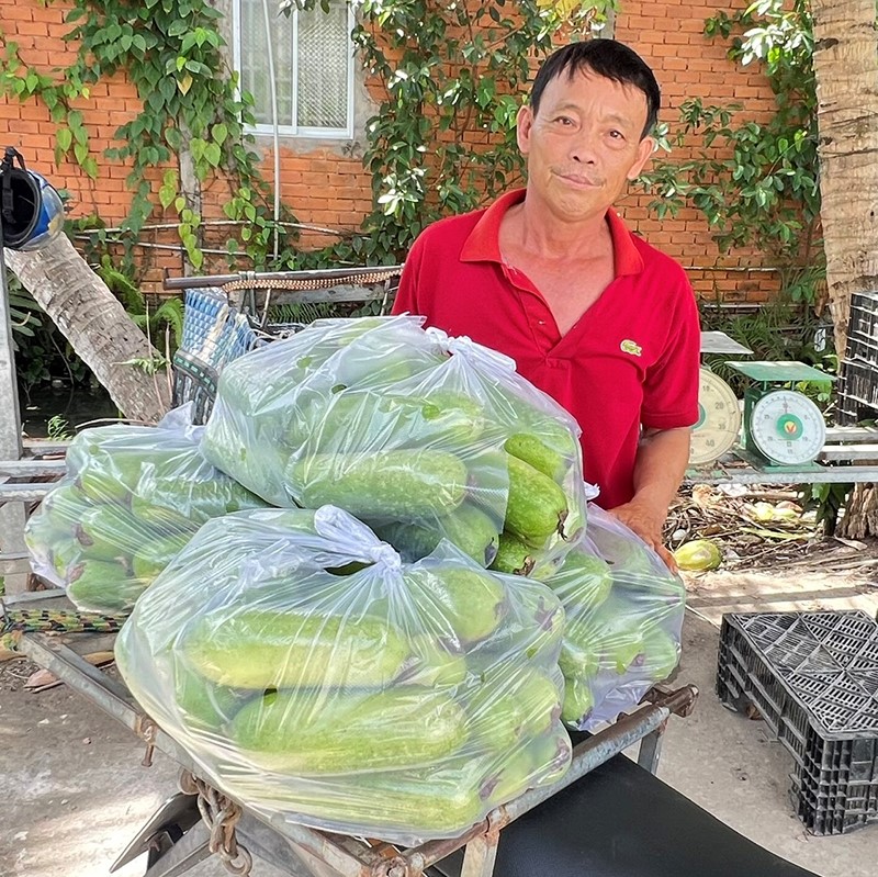 Ông Nguyễn Văn Sáu đang thu gom bí đao của các thành viên trong THT để giao cho các chợ đầu mối.