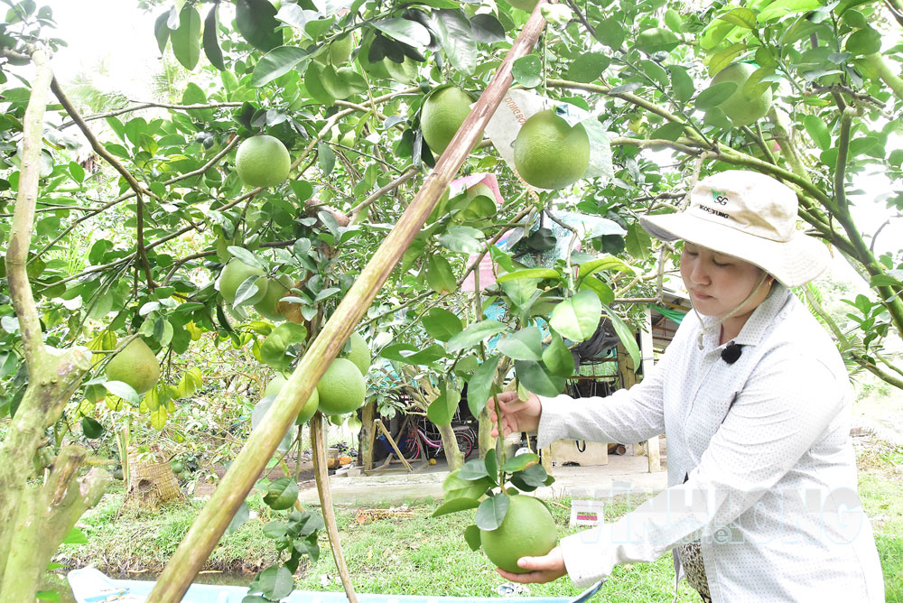 Mô hình bưởi da xanh theo hướng hữu cơ tại xã Càng Long đang mở ra hướng phát triển nông nghiệp xanh.

