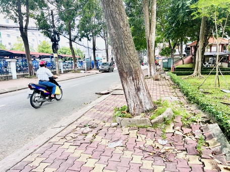 Cần rà soát, phòng chống cây xanh đổ ngã trong mùa mưa bão.

