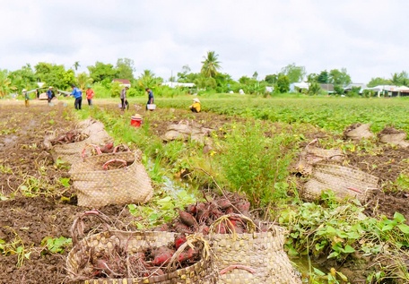 Với điều kiện khí hậu, thổ nhưỡng thuận lợi, người sản xuất giàu kinh nghiệm, hiện nay cây khoai lang huyện Bình Tân được trồng quanh năm.
Ảnh: NGỌC LIỄU