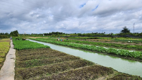 Nông dân cần chủ động thực hiện các biện pháp bảo vệ rau màu trong mùa mưa lũ, triều cường.
