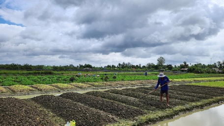 Mùa mưa là thời điểm nông dân trồng rau phải đối mặt với nhiều khó khăn.
