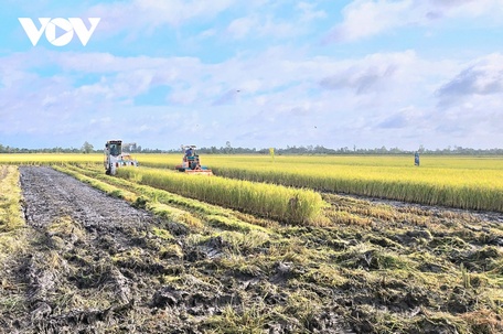 Khuyến cáo người dân thu hoạch lúa đúng thời điểm