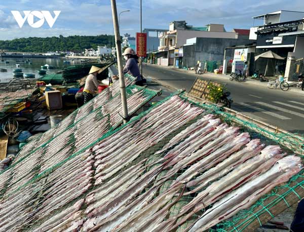 Cứ 5 kg cá tươi thu được khoảng 1 kg cá khô. Những phên cá trải dài dưới nắng và gió miền Trung là hình ảnh quen thuộc, gợi nhớ một nghề đã gắn bó với vùng biển này bao đời.