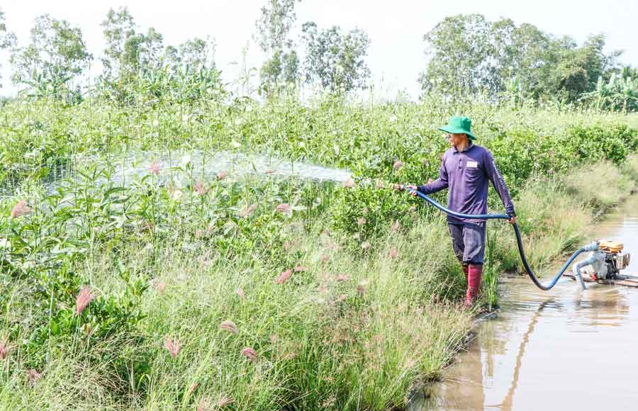 Đậu bắp là cây trồng ngắn ngày mang lại giá trị kinh tế cao. Ảnh: SƠN TUYỀN