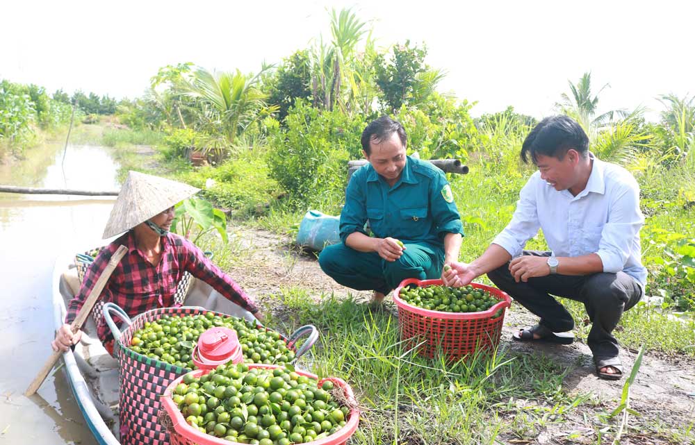 Vườn cây ăn quả, rau màu hữu cơ góp phần nâng cao thu nhập cho bà con nông dân.
